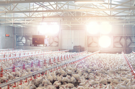 Indoors of chicken factory feeding