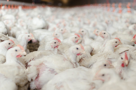 Close up of chickens