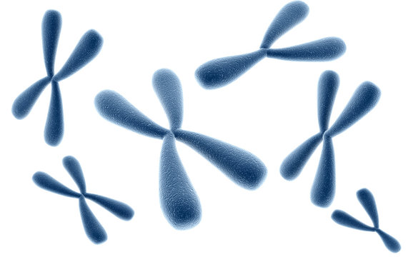 X and Y chromosomes in white background. Genetics concept. 3D rendered illustration