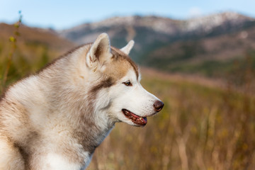 Profile Portrait of adorable beige and white Siberian Husky dog in the forest on mountains background