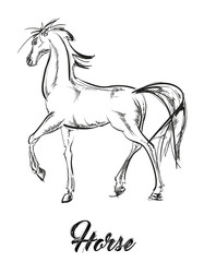 Prancing horse portrait. Vector sketch. Galloping horses. Hand drawn Images.
