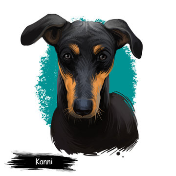 Kanni, Maiden's Beastmaster, Chippiparai dog digital art illustration isolated on white background. South India origin scenthound dog. Pet hand drawn portrait. Graphic clip art design for web print