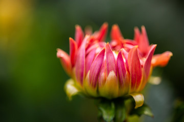 Flowers dahlias in the botanical garden