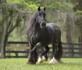 Gypsy Vanner Horse filly on lead