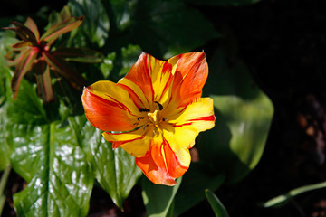 Obraz premium Close up of beautiful yellow and red striped nasturium flower