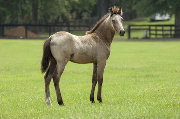 Obraz premium Paso Fino Horse colt