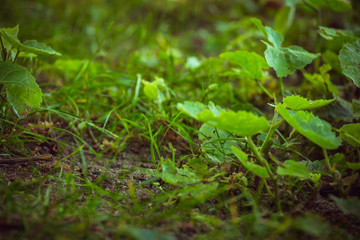 Close up on forest ground flora with green plants and grass