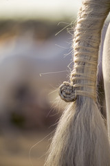 Detail of finly braided show horse tail
