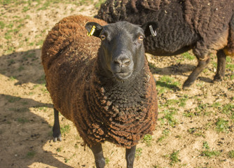 large brown sheep
