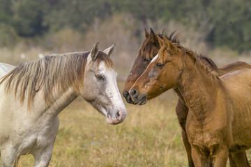 Fototapeta na wymiar Spanish Mustang horses with skin problems