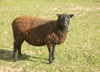 large brown sheep