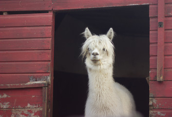 muzzle of white llama alpaca with bangs