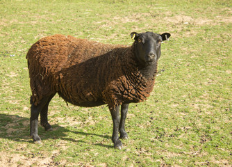 large brown sheep