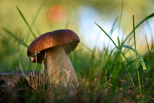 Porcini. Mushrooms grow in the forest. Vegetarian diet food. A mushroom grows in the grass. Mushrooms in the wild.