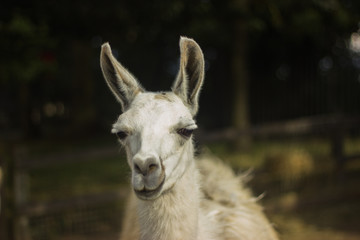 white and icory muzzle llama and alpaca with piercing eyes