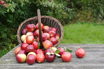 Organic red apples in a basket on the old table