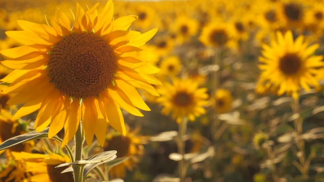 Sunset over the field of sunflowers against a cloudy sky. Beautiful summer landscape agriculture. slow motion video. field of blooming sunflowers on a background lifestyle sunset. harvesting
