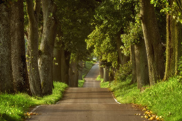 Autumn country road, Poland, around the city of Elblag