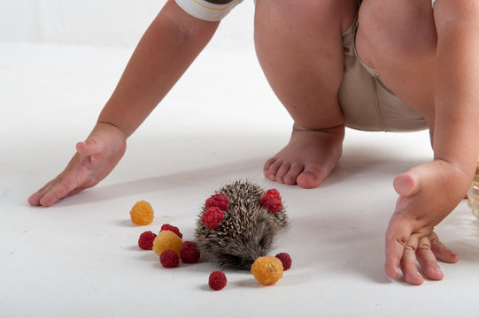 Small hedgehog in studio on white background with raspberry berries. Hands of child close-up. Concept of healthy lifestyle in nature, love of peace, respect for nature, childhood in the village