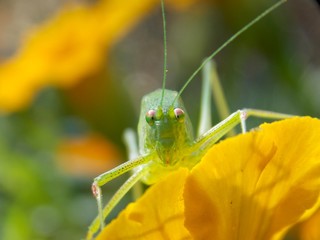 a grasshopper on a yellow flower
