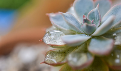 Cactus with droplet macro shot