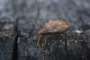 shield bugs
