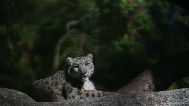 A Himalayan snow leopard (Panthera uncia) lounges on a rock, beautiful irbis in captivity at the zoo, National Heritage Animal of Afghanistan and Pakistan, elegant cat having rest on the stone