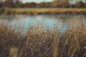 River oats grass beside a river