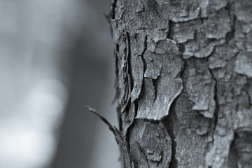 Nahaufnahme Baumrinde