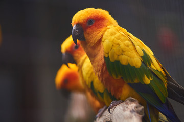 Bunte Vögel