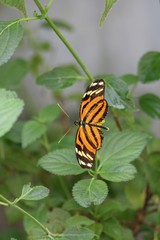 Tiger-Passionsfalter Nahaufnahme