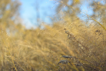 Closeup of prairie plants on a late afternoon in Fall