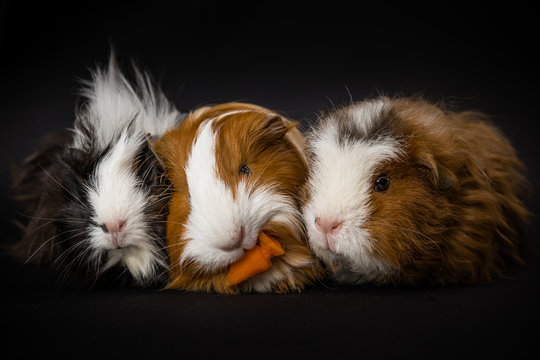 Three guinea pigs eating a carrot