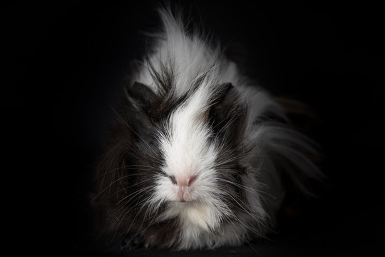 Fluffy young guinea pig