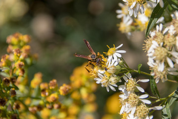 Wasp on flower macro, summer sun.