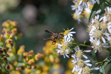 Wasp on flower macro, summer sun.