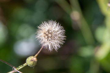 Dandelion macro.