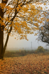 Fototapeta na wymiar autumn background / beautiful foggy apple garden