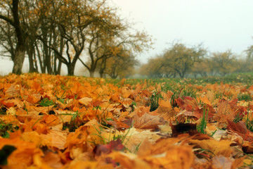 autumn background / beautiful foggy  apple garden