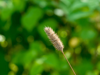 Closeup macro of mini wheat like plant.