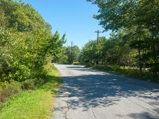 Roadway with heavy foliage, no people, summer sun.