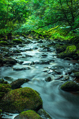 Obraz premium River in forrest dreamy