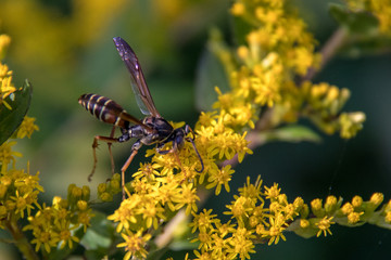 Macro wasp on yellow flowers summer sun.