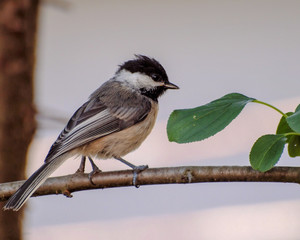 Obraz premium OLYMPUS DIGITAL CAMERA