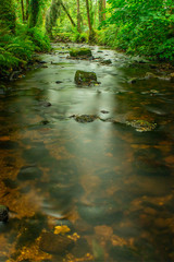 River in forrest