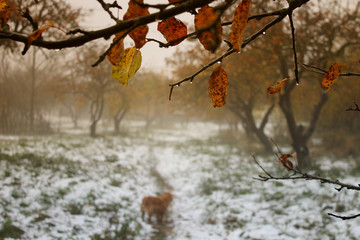 autumn background foggy garden covered with first snow