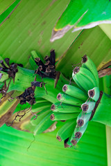 Unripe green bananas in stem, close up