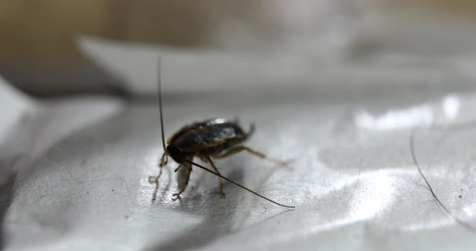 Cockroach on a sticky trap