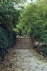 Gr&uuml;ner Park Weg mit vielen herbst bl&uuml;henden B&auml;umen mit Treppe