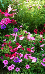 Fototapeta na wymiar pastel and pink flower garden